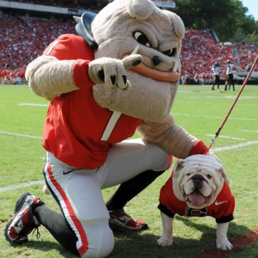 bulldogs
